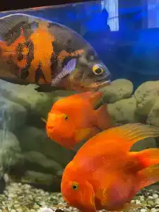 ГТК Театральный - 44