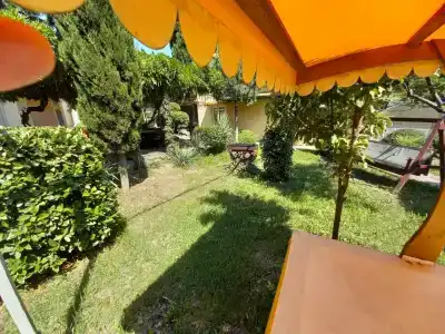 Глициния - 36
