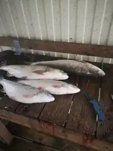 Рыбацкий приют - 87