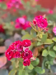 Курячи - 31