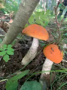 К-значит Карелия - 89