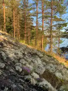 Villy Uley Karelia (Вили Улей Карелия) - 51