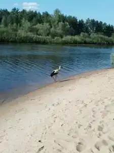 Панский сад - 94