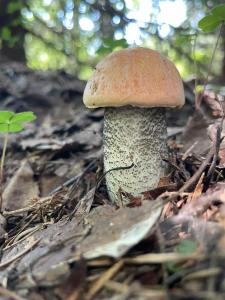 Микли-Ольгино - 89