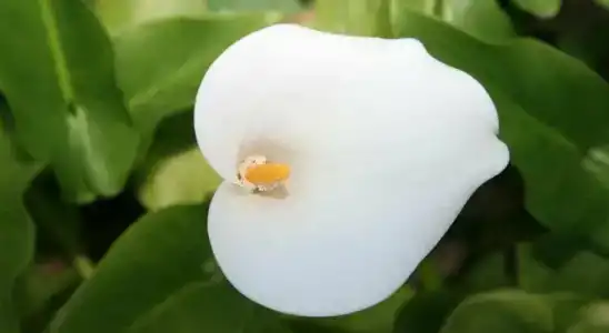 Marirena - 7