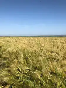 Фридом Веселовка - 47