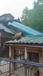 Куруктачи - 28