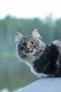 Глэмпинг  Прованс - 16