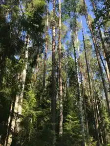 Бесов нос. у Антона - 17