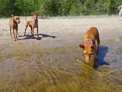 Микли-Ольгино - 58