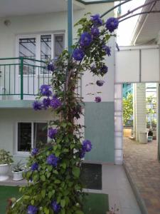 Homely - 12