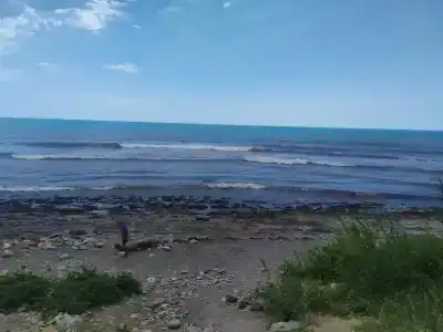 Сосны New - 62