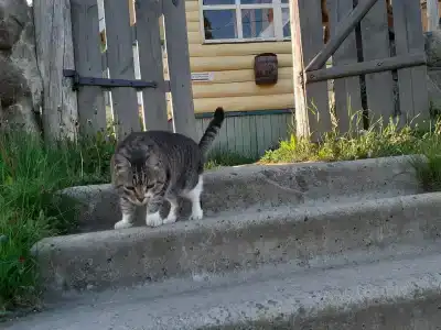 Приют - 3