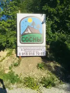Сосны New - 19