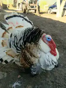 Усадьба Поповых - 26