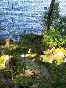 Вуокса парк - 42