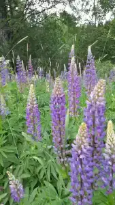 База отдыха Рюттю - 82