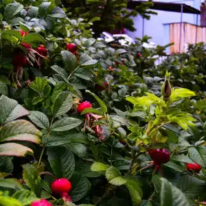 Крестовая Падь - 90