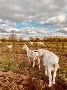 Нениловский - 9