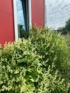 Смородина - 8