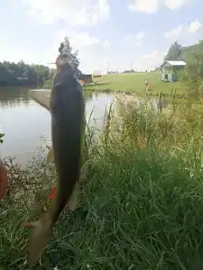 Бояринцево - 92