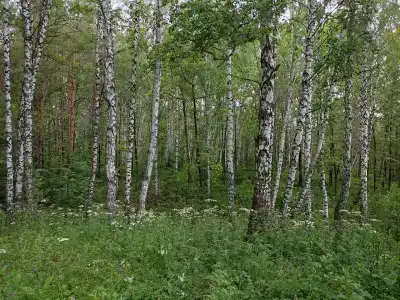 Йола - 38