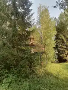 Живица - 38