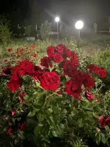 Виста - 60