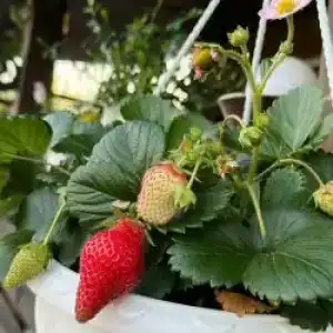 Рай в шалаше - 21