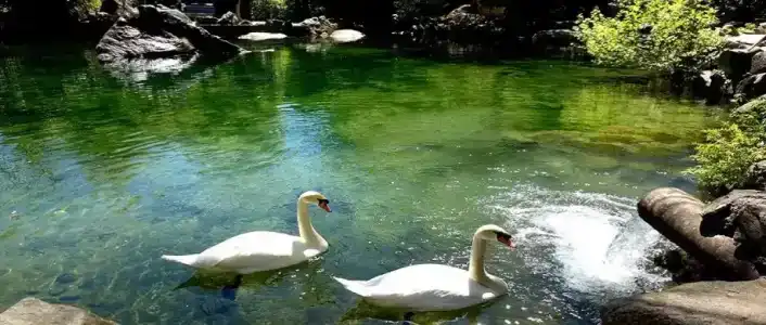 Дома в парке - 9