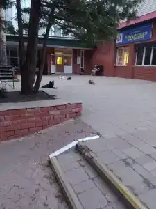Сосны - 89