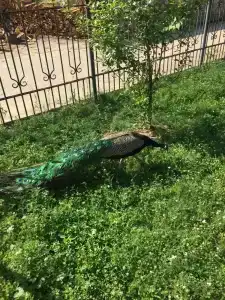 Куруктачи - 36