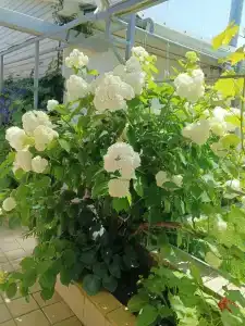 Морское Небо - 66