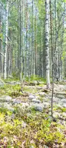 К-значит Карелия - 73