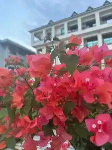 Emelda Sun Club, Ex Simena Sun Club - 13