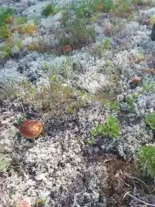 Мантиансаари - 95