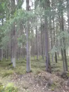 Сосновый мыс - 32