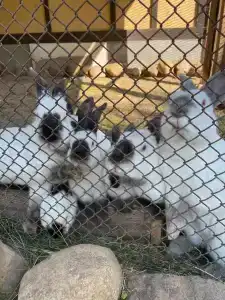 Южный Парк - 50