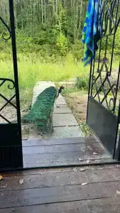Куруктачи - 8