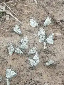 Монте-Карло - 35