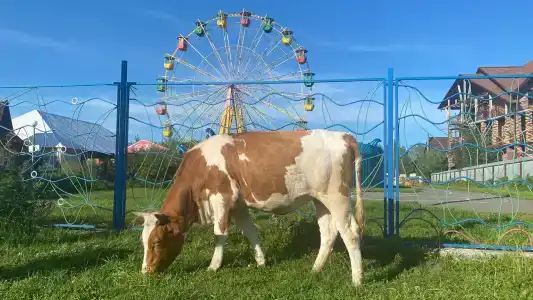 Белый Аист - 15