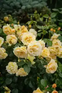 Заозерье - 63