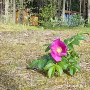 Кандикюля - 31