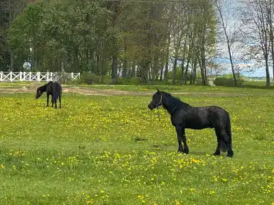 Новое Волосово - 68