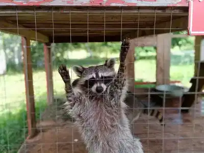 Мультиферма - 95