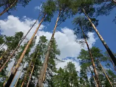 Кувшинка - 7
