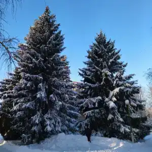 Березки - 25