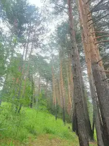 Тайга - 40
