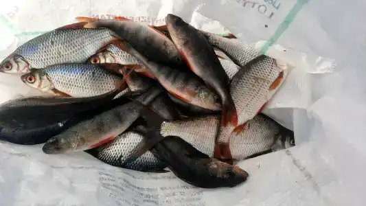 Веселый Роджер - 53