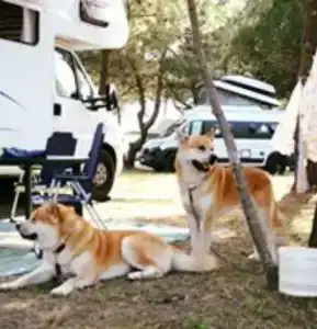 Mcm Camping - 96